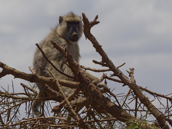 <h3><a href="/trips/tanzania/biota/animalia/chordata/mammalia/primates/cercopithecidae/papio cynocephalus/papio cynocephalus-nl.html">Papio&nbsp;cynocephalus</a> / Yellow&nbsp;baboon / Gele&nbsp;baviaan</h3>OM-1 Mark II met OLYMPUS M.150-400mm F4.5, 1/2500 sec  bij F5.0, ISO 200, afstand 15.7&nbsp;m